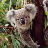 Koala count at Narrandera Flora and Fauna Reserve