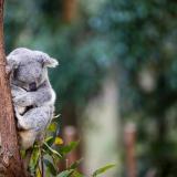 2024 Annual Koala Count