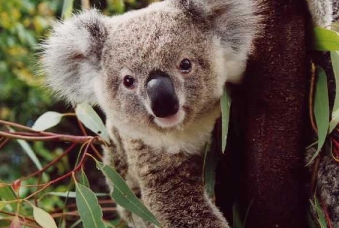 Koala count at Narrandera Flora and Fauna Reserve