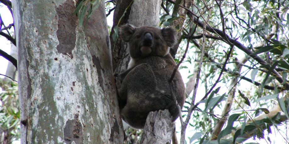 Annual Koala Count 2019