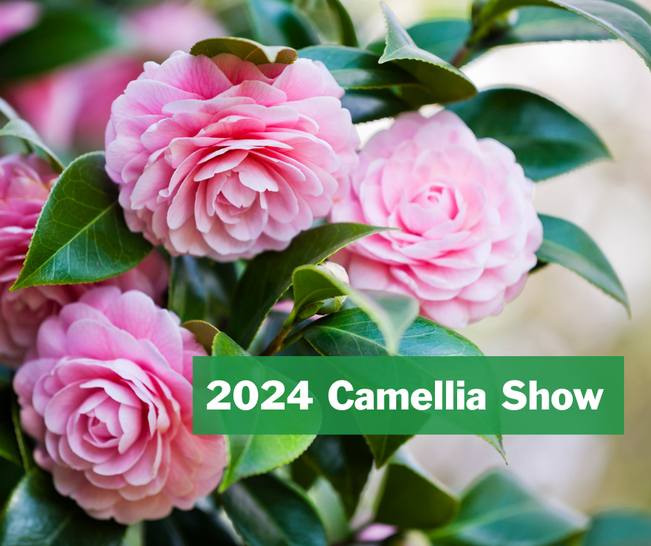 Narrandera Camellia Show